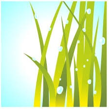 Avondale Artificial Grass Installation